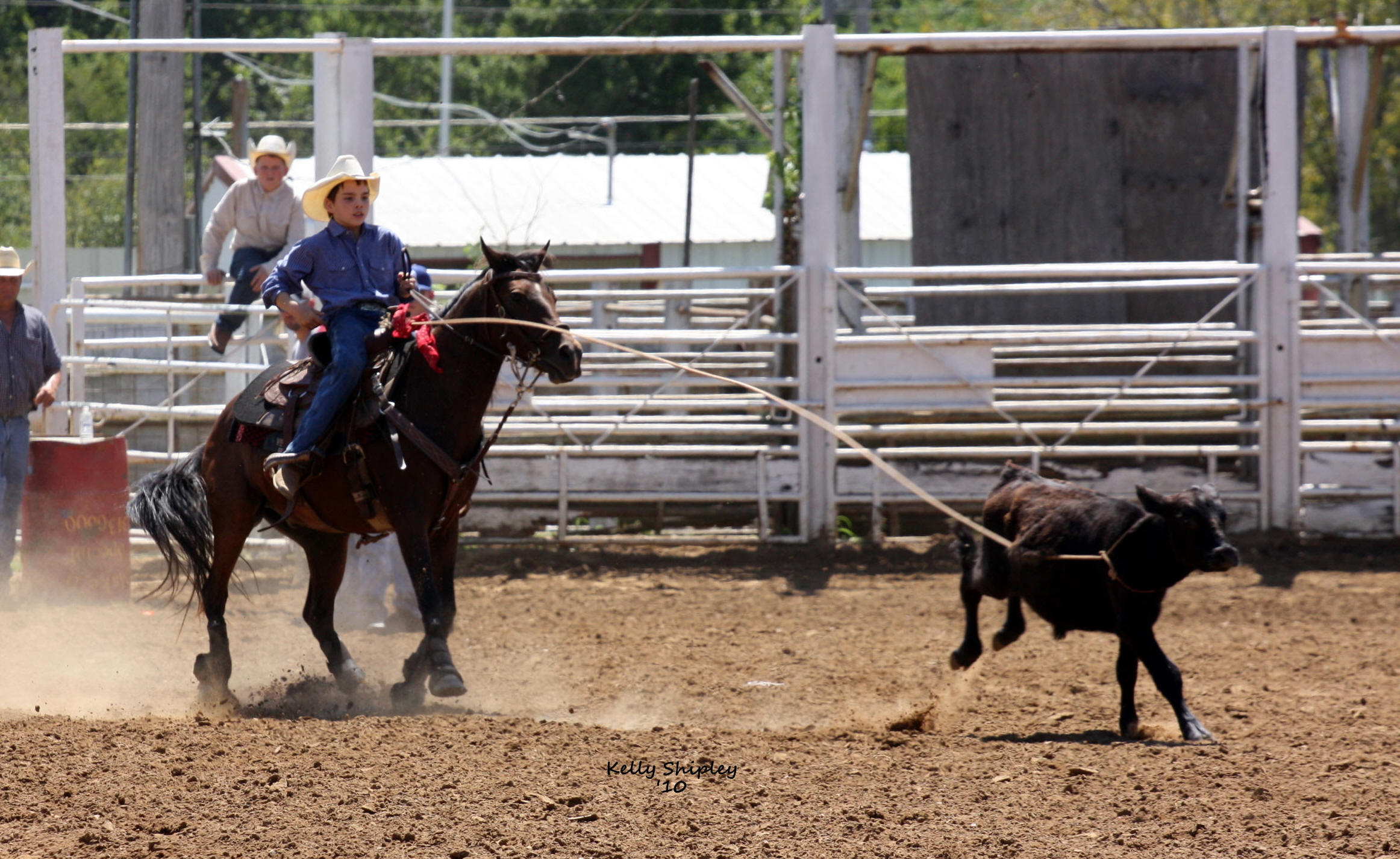 Calf Roping Horses For Sale